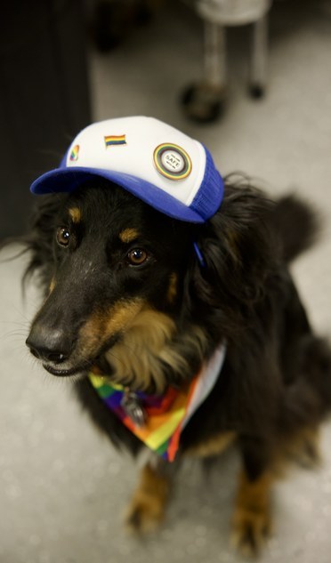 A black and tan dog wearing a trucker hat and rainbow bandana
