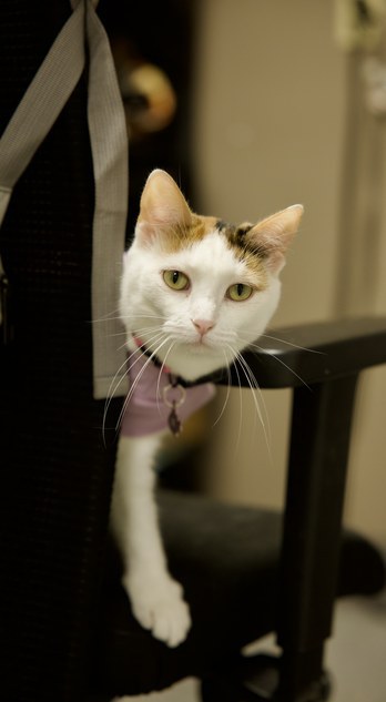 A calico cat peeking around an office chair