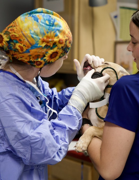 An exam during a vaccine clinic, with a dog gently held by an assistant