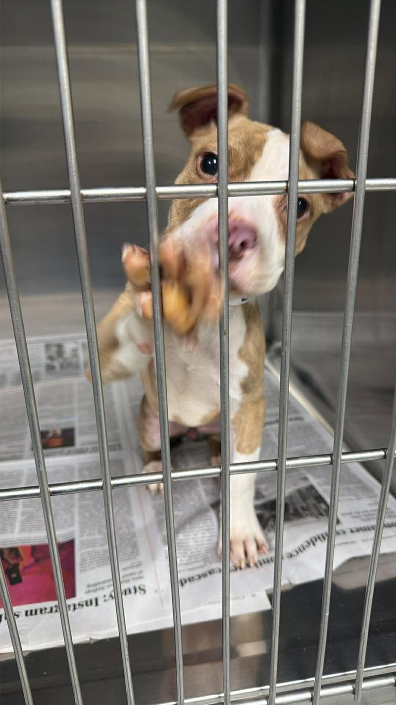 A brown and white puppy reaching a paw through the bars of a recovery kennel at the clinic