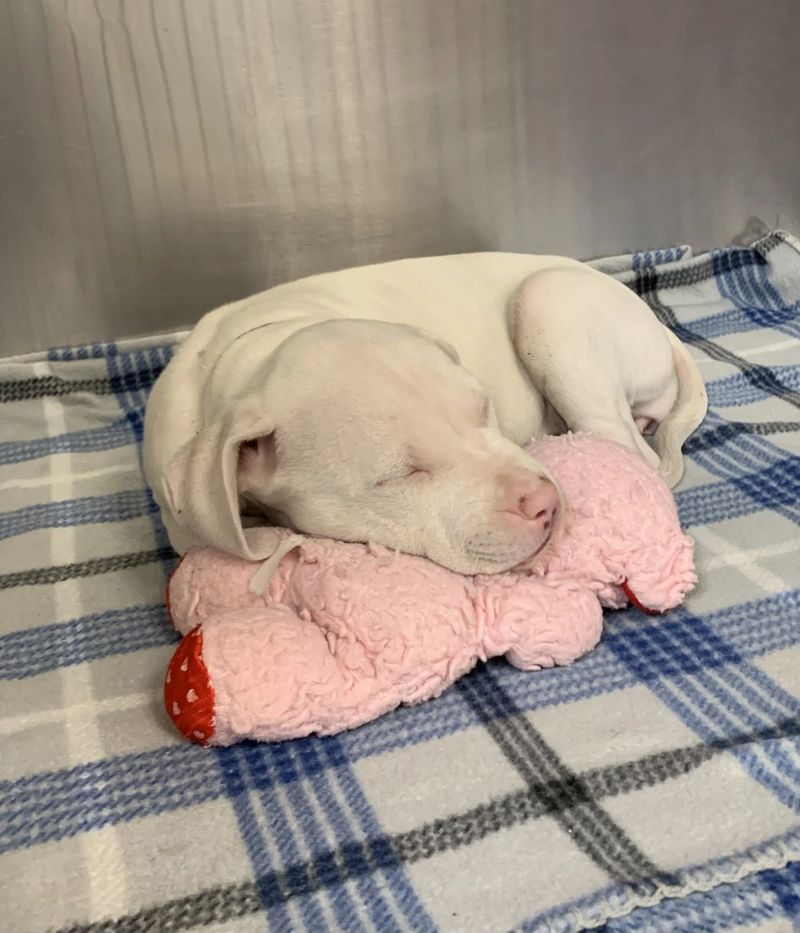 A white puppy sleeping on a donated plush toy and blanket in a recovery kennel