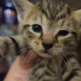 Bob the cat as a tabby kitten held up close to the camera