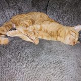 An orange tabby stretched out asleep on the couch the morning after his neuter