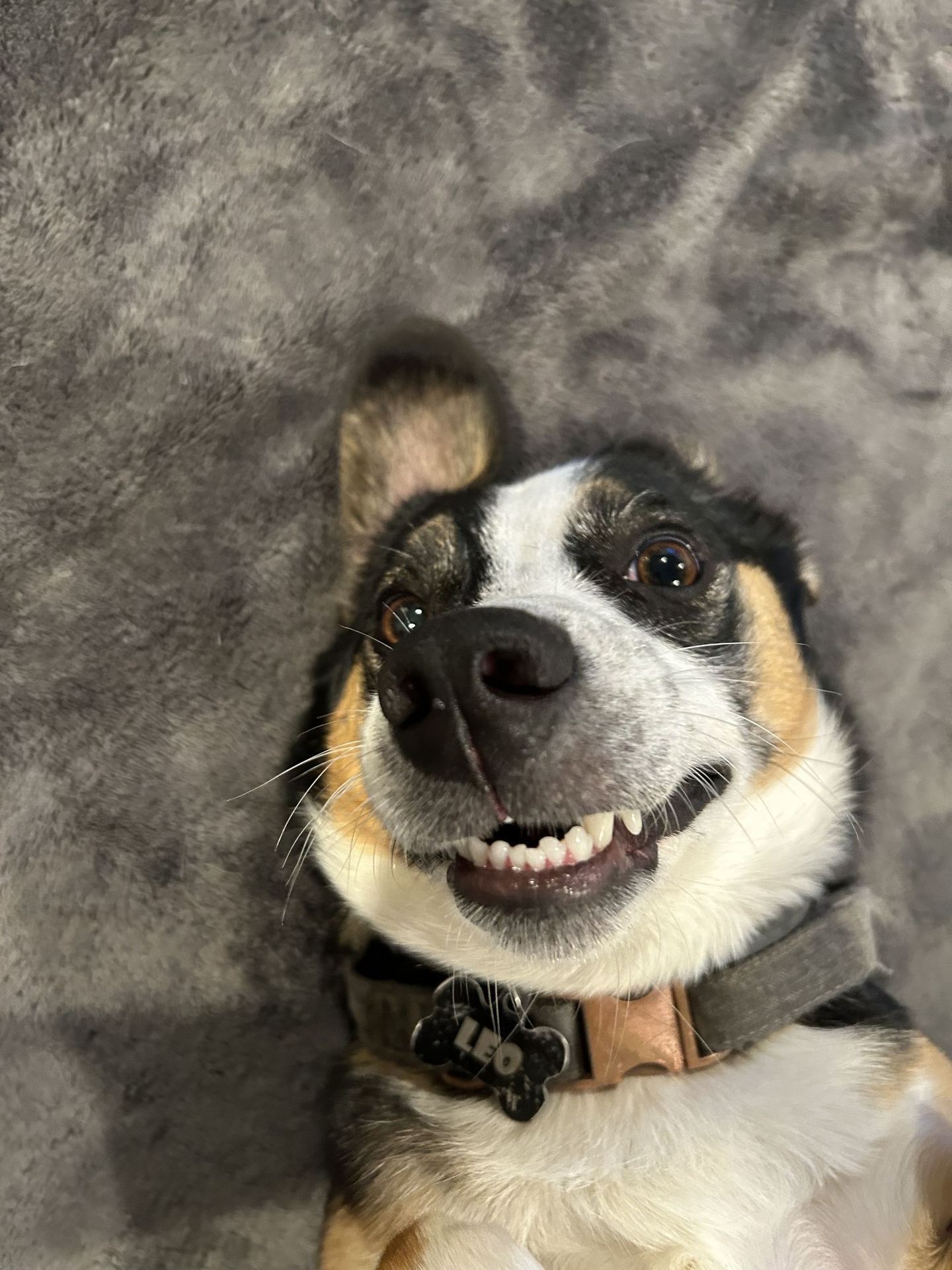 What Does It Cost to Spay or Neuter?