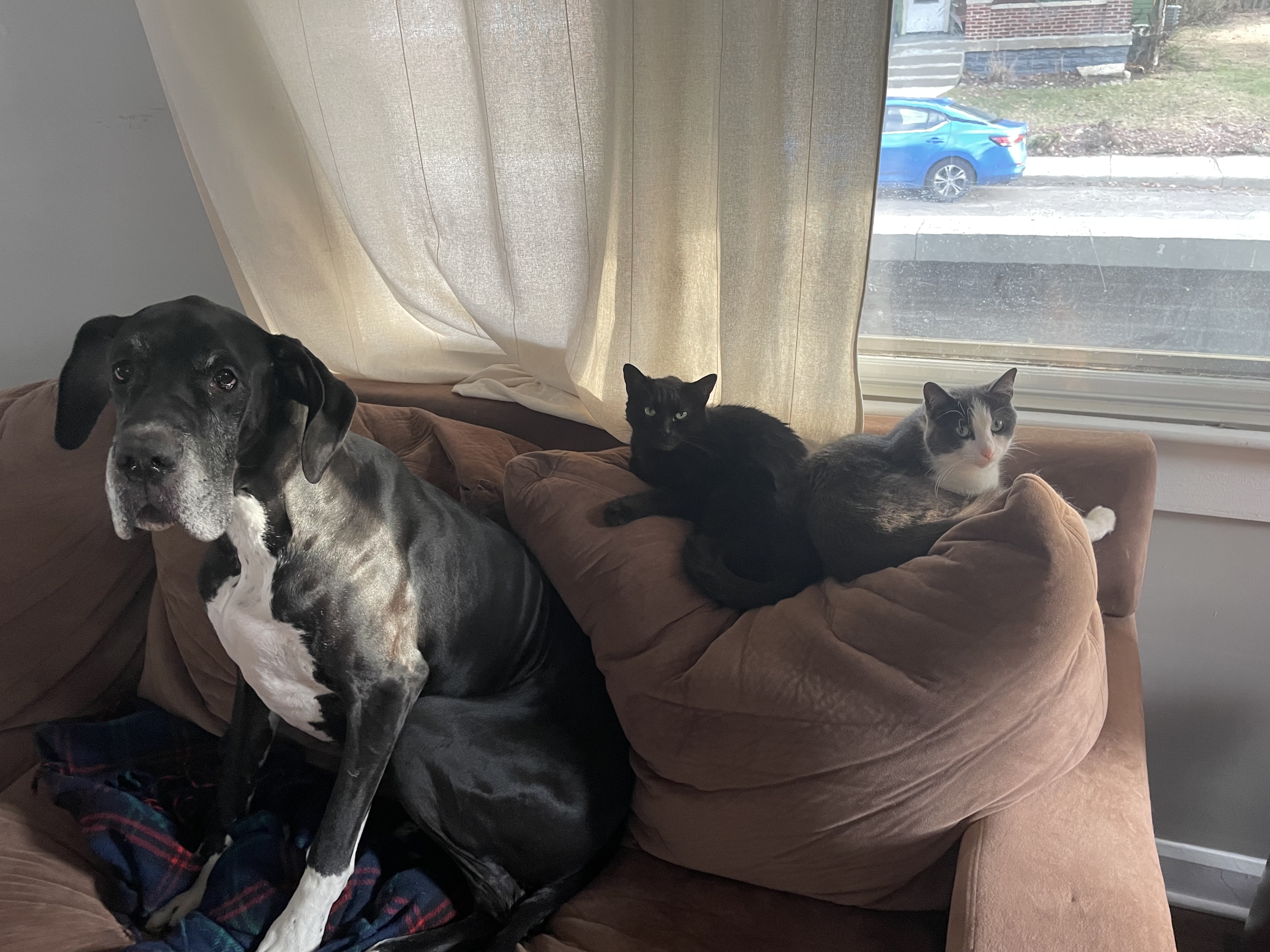 Dog patient at Pets Alive