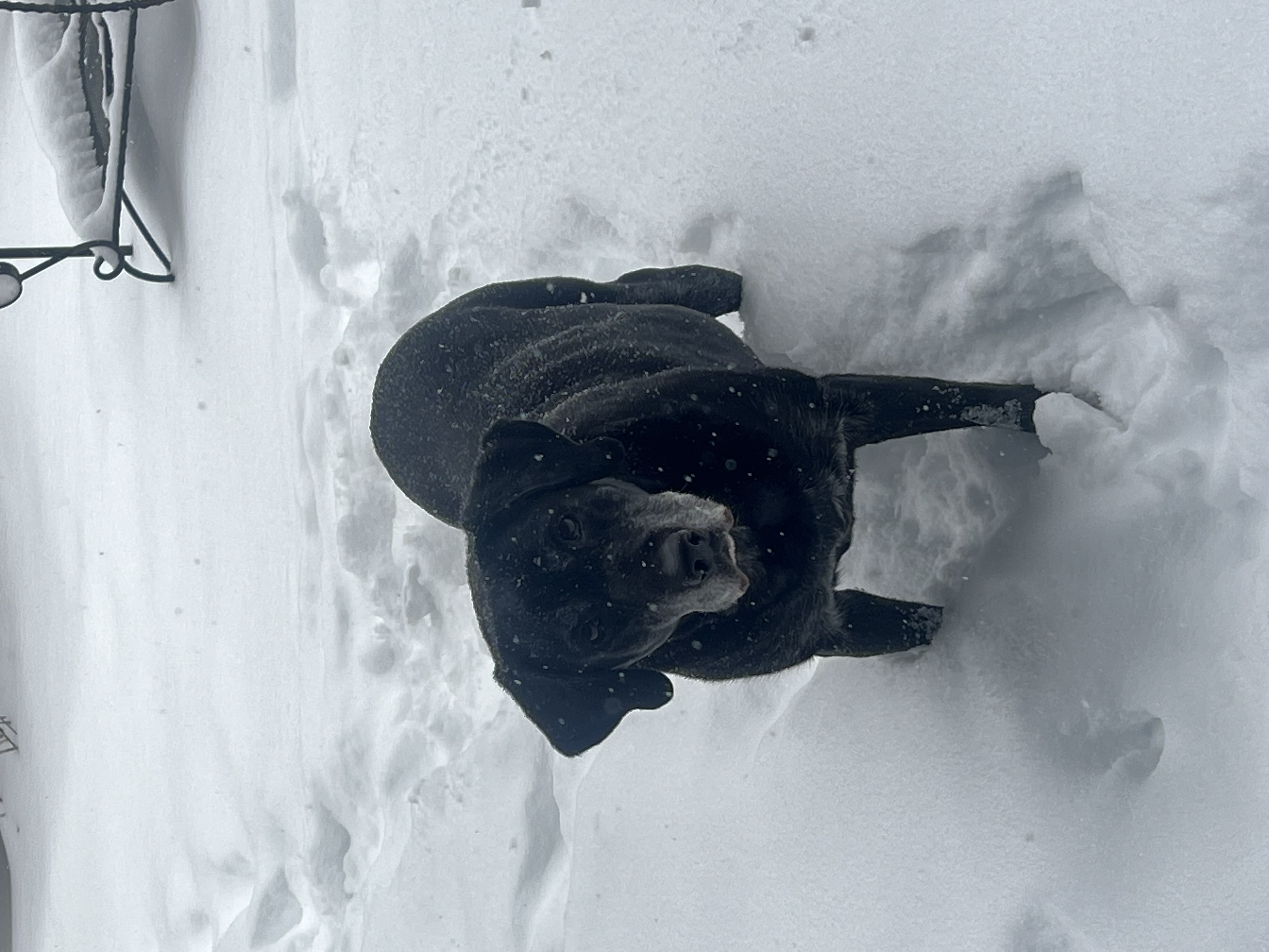 Pets Alive team caring for a patient